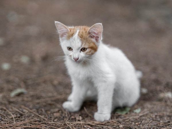 Pourquoi les chats roulent-ils sur le dos ?