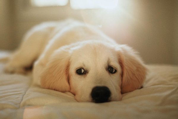 Adopter un chaton : 12 adorables compagnons en attente !