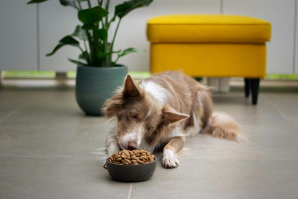 5 raisons d'opter pour une alimentation naturelle pour votre chien