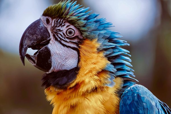 Les Dernières Révolutions dans les Logements Animaliers : Les Changements Clés